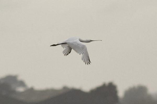 Spoonbill