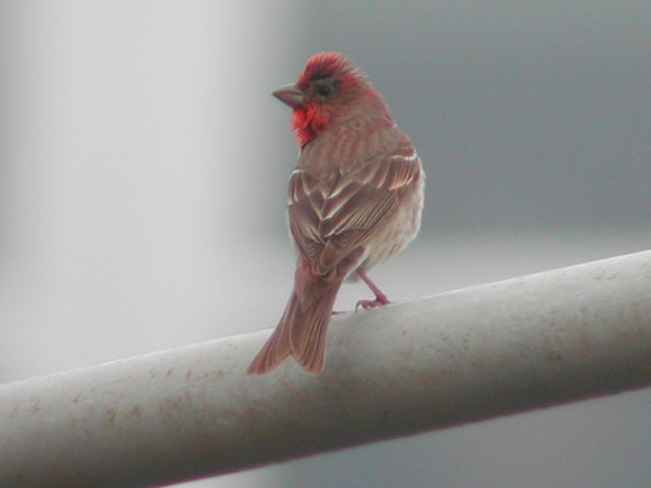 Common Rosefinch
