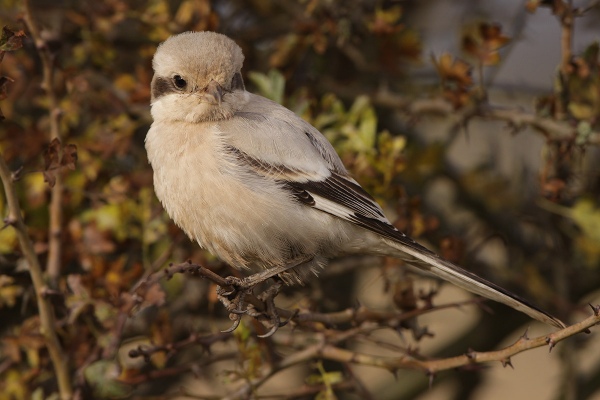 Steppe Grey Shrike