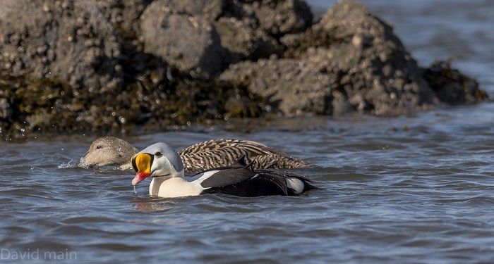 King Eider