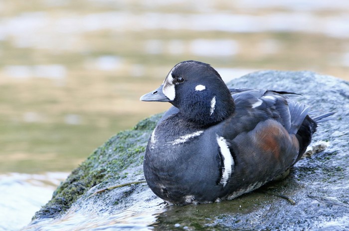 Harlequin Duck
