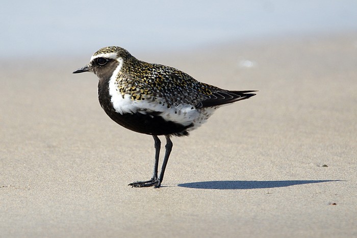 Golden Plover