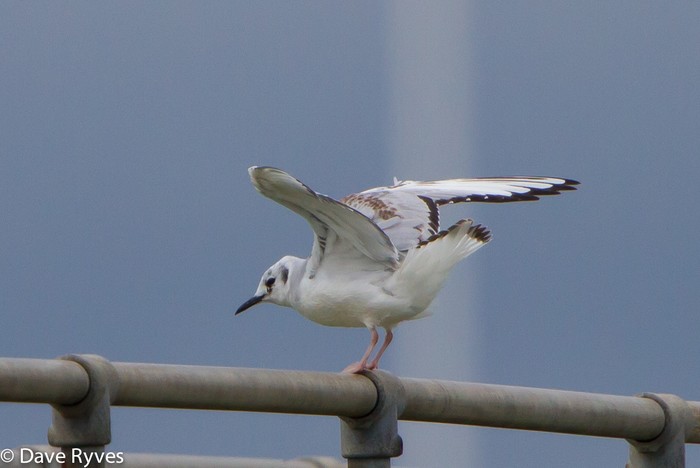 Bonaparte's Gull