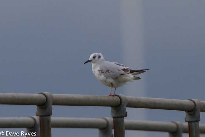 Bonaparte's Gull