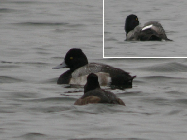 Lesser Scaup