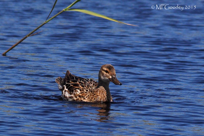 Garganey