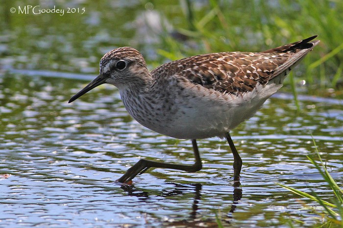 Wood Sandpiper
