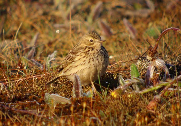 Meadow Pipit