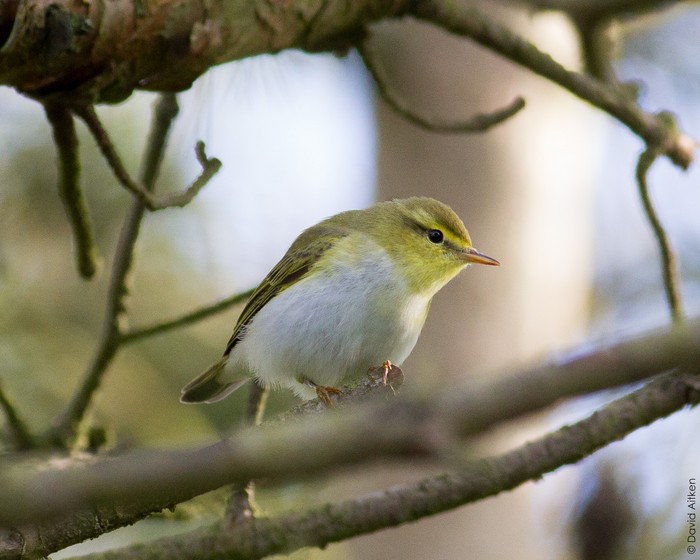 Wood Warbler
