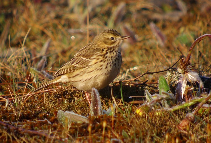 Meadow Pipit