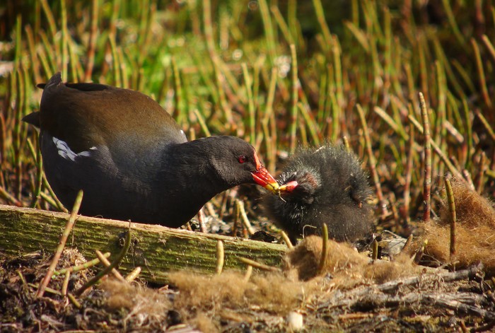 Moorhen
