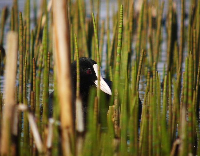 Coot