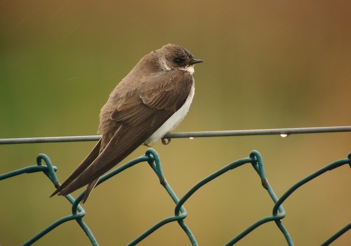 Sand Martin