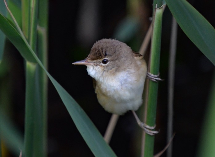 Reed Warbler