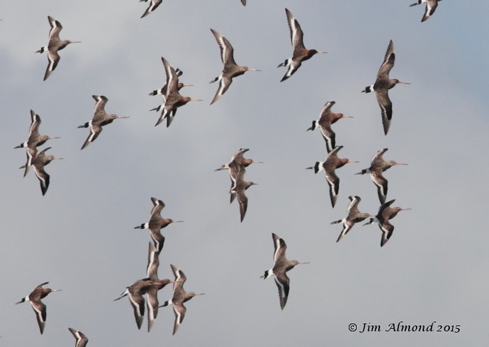 Hudsonian Godwit