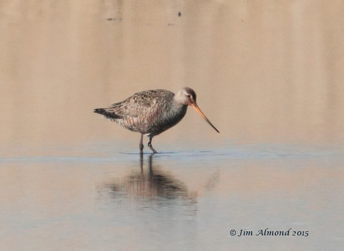 Hudsonian Godwit