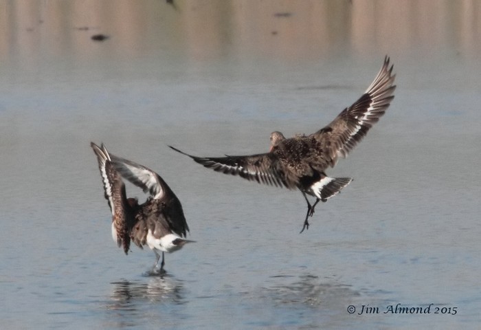 Hudsonian Godwit