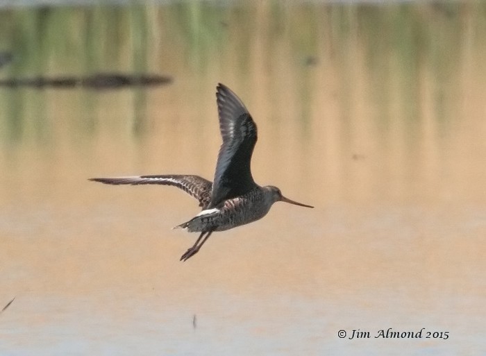 Hudsonian Godwit