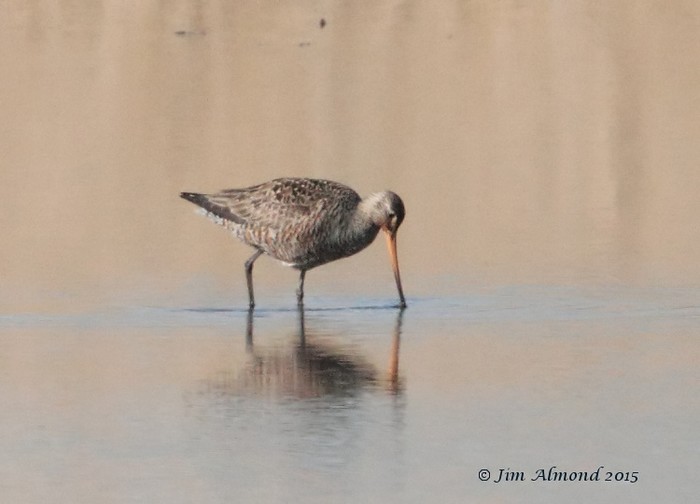Hudsonian Godwit