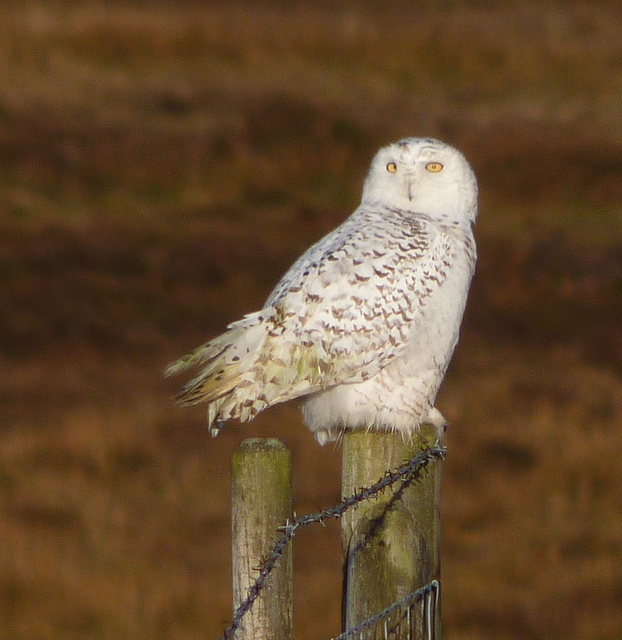 Snowy Owl