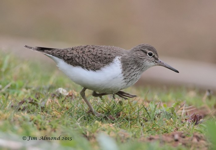 Common Sandpiper