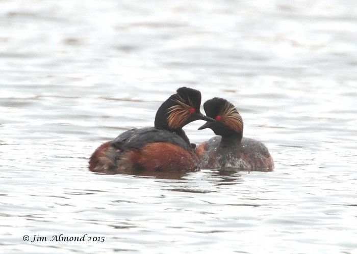 Black-necked Grebe