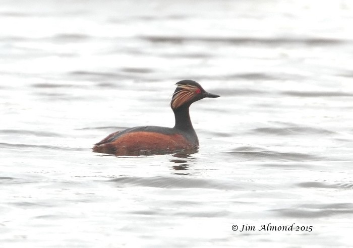 Black-necked Grebe