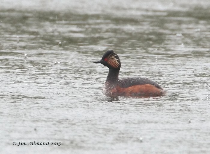 Black-necked Grebe