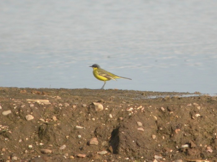Grey-headed Wagtail