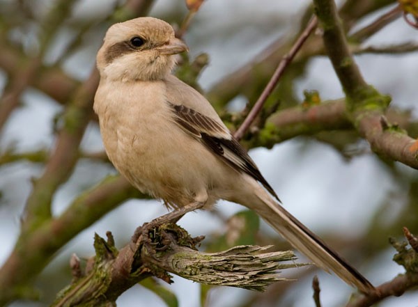 Steppe Grey Shrike