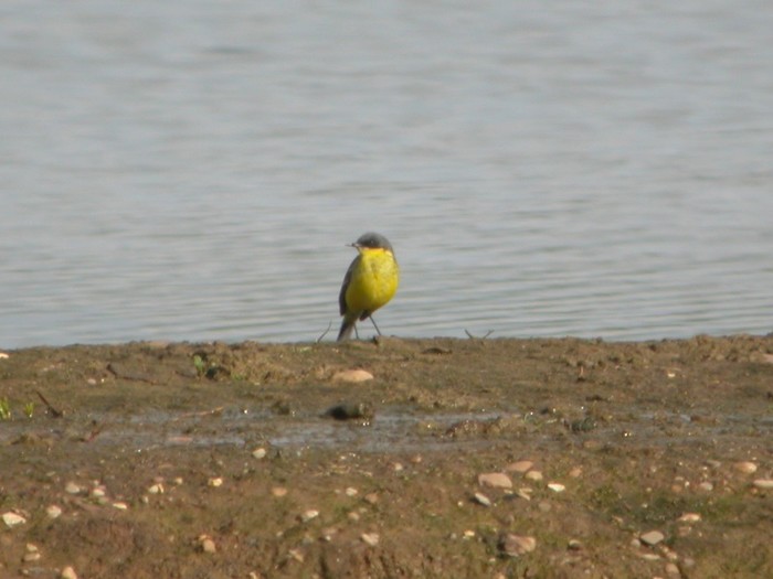Grey-headed Wagtail
