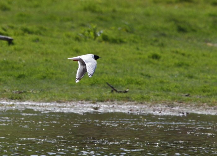 Little Gull