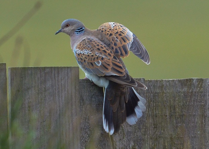 Turtle Dove