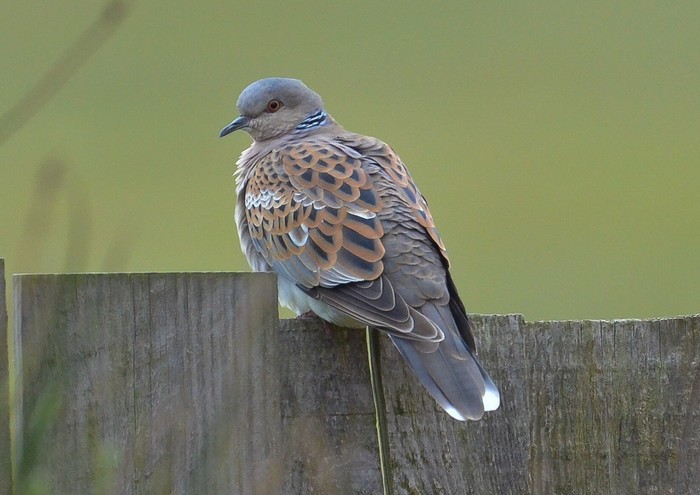 Turtle Dove