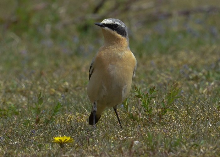 Greenland Wheatear