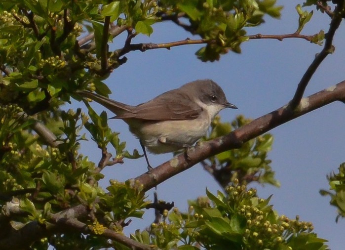 Lesser Whitethroat