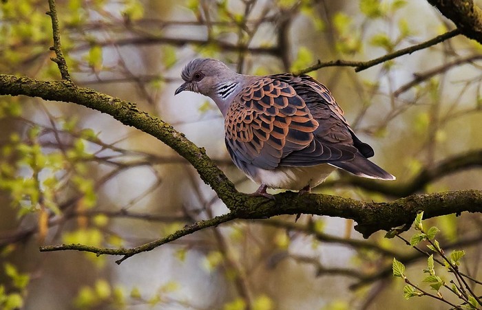 Turtle Dove