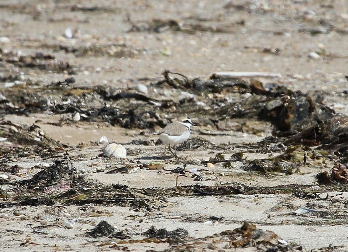 Kentish Plover