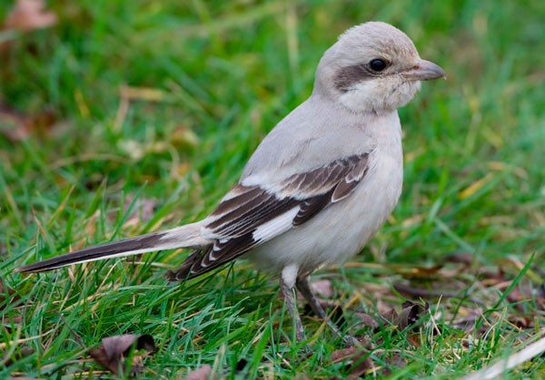 Steppe Grey Shrike