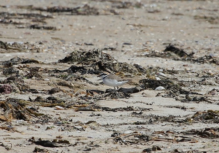 Kentish Plover