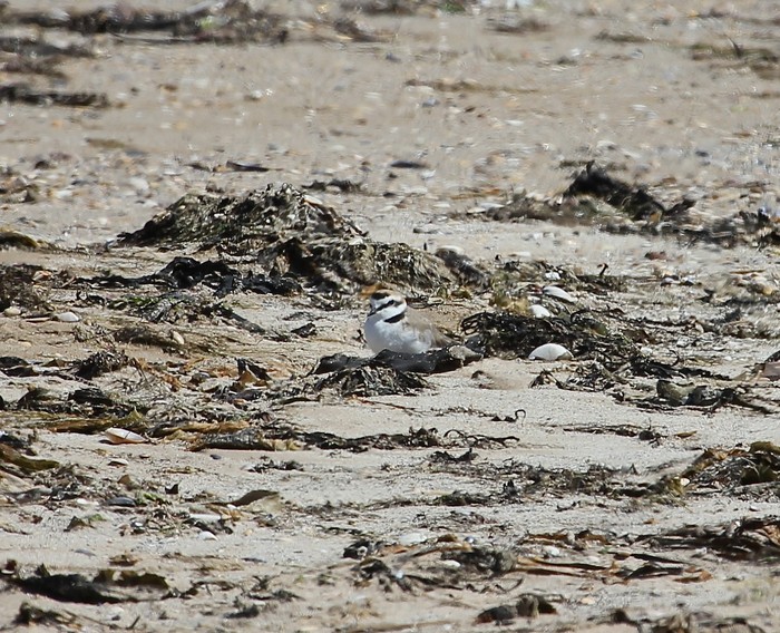 Kentish Plover