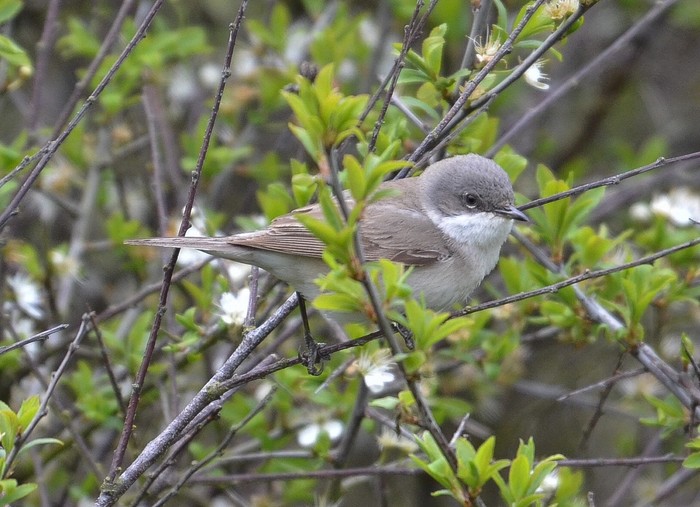 Lesser Whitethroat