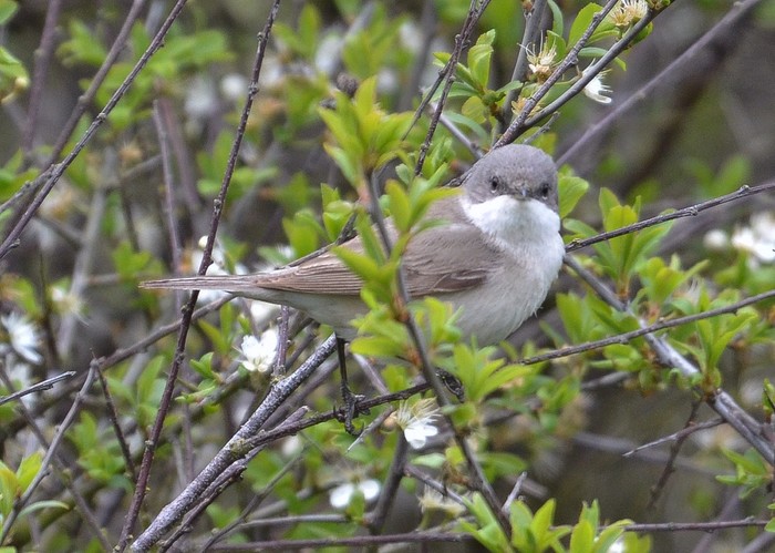 Lesser Whitethroat