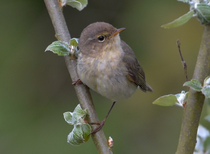 Chiffchaff
