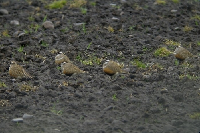 Dotterel