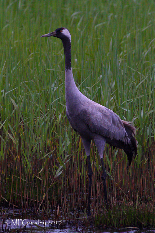 Common Crane
