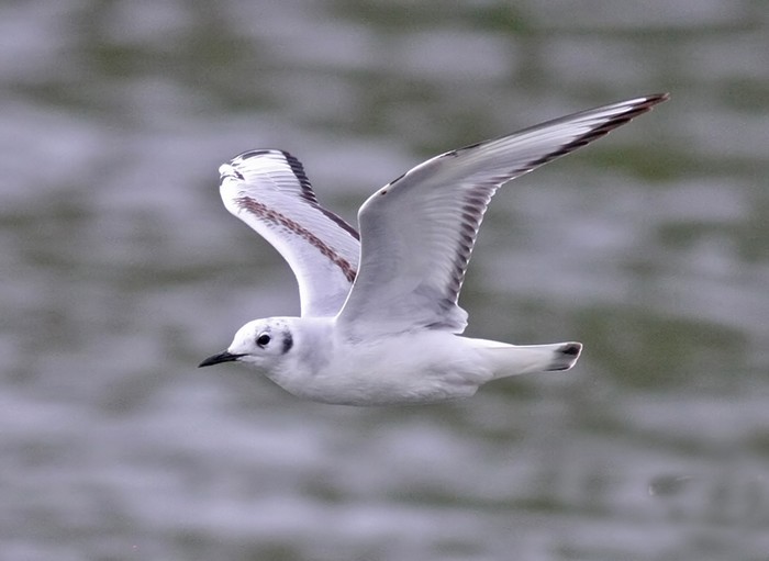 Bonaparte's Gull