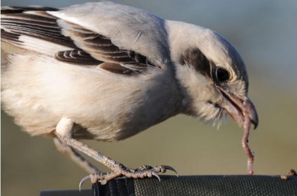 Steppe Grey Shrike