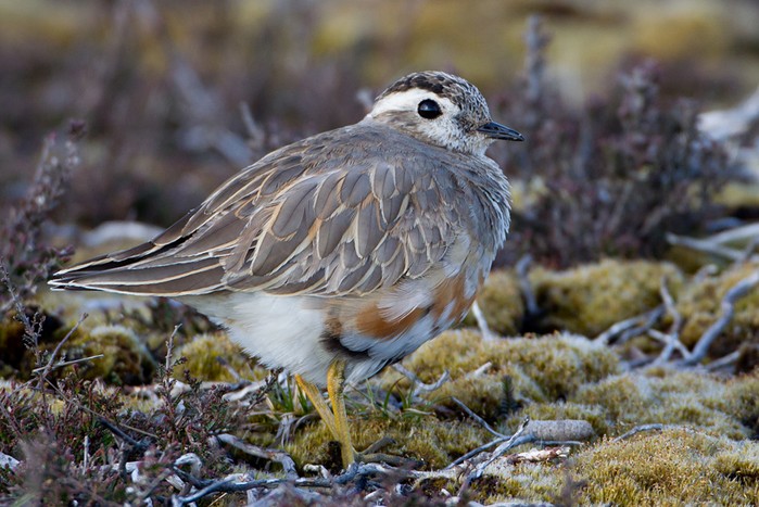 Dotterel