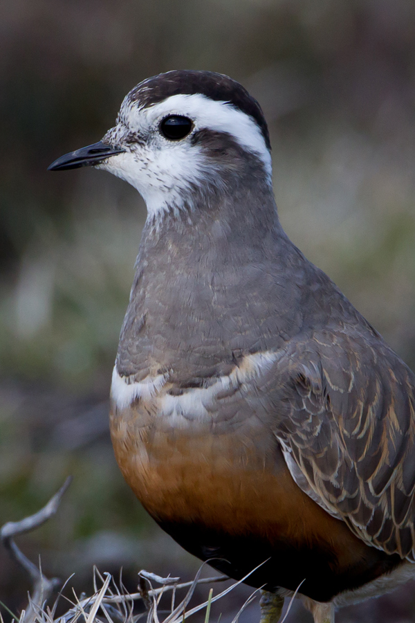 Dotterel